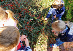 dzieci w ogródku przedszkolnym oglądają krzewy